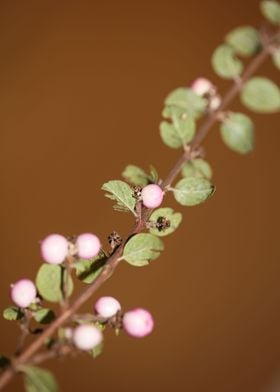 Wild flower fruit close up