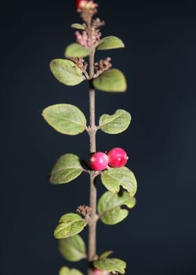 Symphoricarpos fruit macro