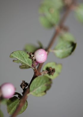 Wild flower fruit close up