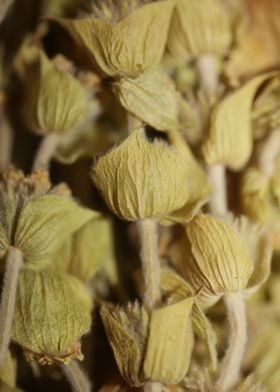 Mountain wild tea close up