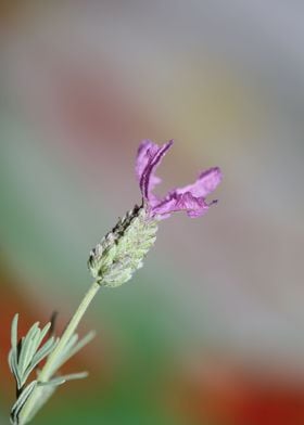 Lavandula flower blossom