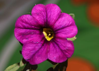 Flower blossom calibrachoa