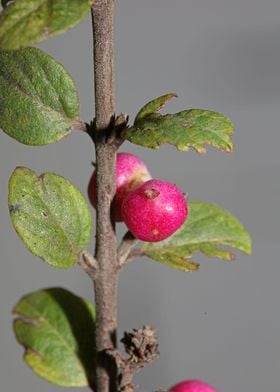 Wild flower fruit close up