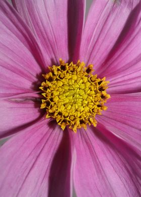 Purple cosmos flower macro