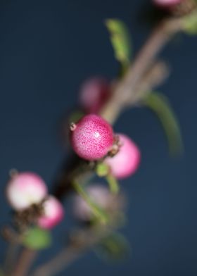 Wild flower fruit close up