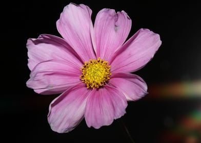 Purple cosmos flower macro