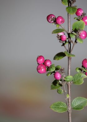 Wild flower fruit close up