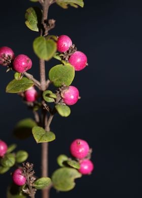 Symphoricarpos fruit macro