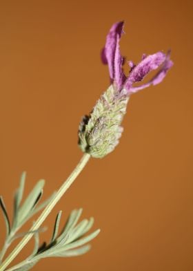 Lavandula flower close up