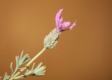 Lavandula flower close up