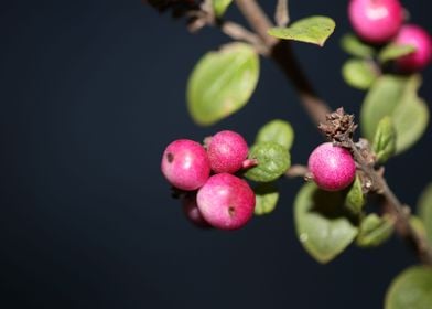 Symphoricarpos fruit macro