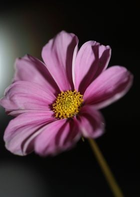 Cosmos flower blossoming