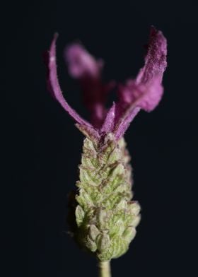 Lavandula flower close up