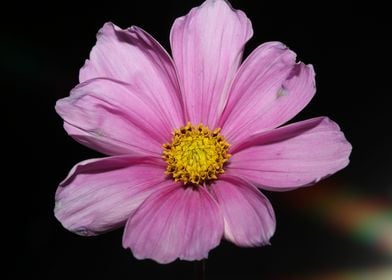 Purple cosmos flower macro