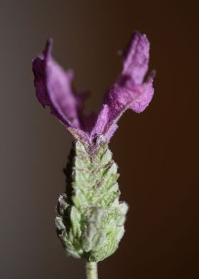 Lavandula flower blossom