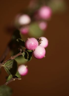 Wild flower fruit close up