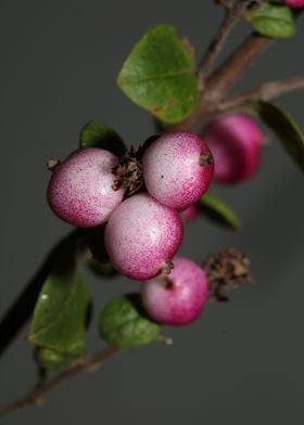 Wild flower fruit close up