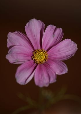 Flower cosmos bipinnatus