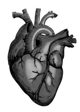 Heart Illustration