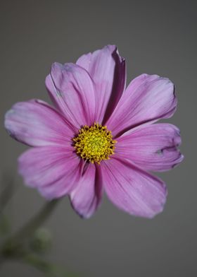 Purple cosmos flower macro