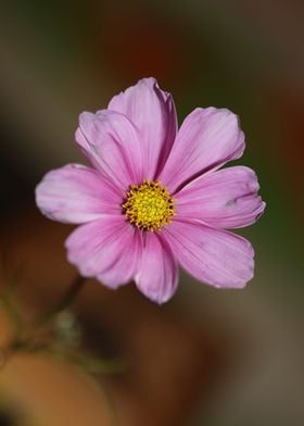 Purple cosmos flower macro