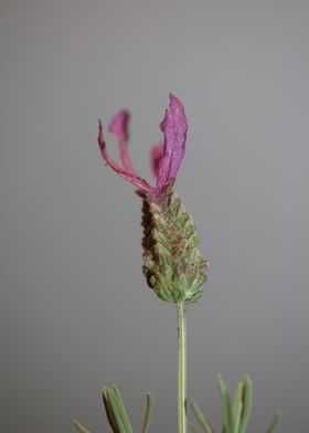 Lavandula flower blossom