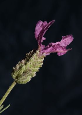 Lavandula flower close up