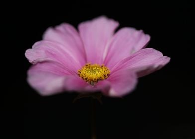 Cosmos flower blossoming