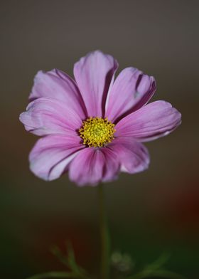 Purple cosmos flower macro