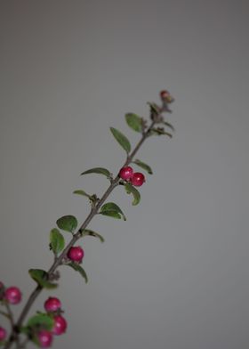 Wild flower fruit close up