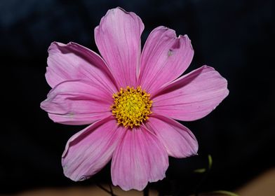 Purple cosmos flower macro