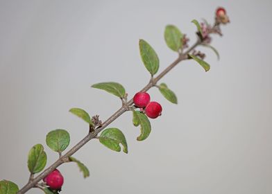 Symphoricarpos fruit macro