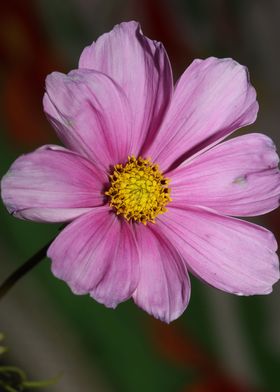 Purple cosmos flower macro