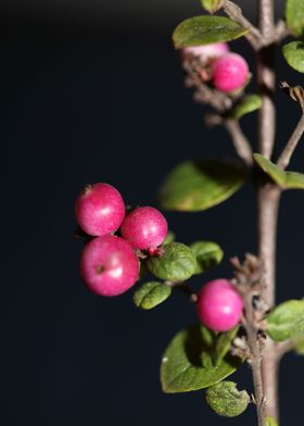 Symphoricarpos fruit macro