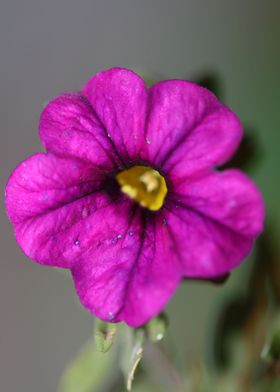 Flower blossom calibrachoa