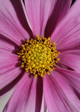 Purple cosmos flower macro