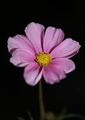 Cosmos flower blossoming