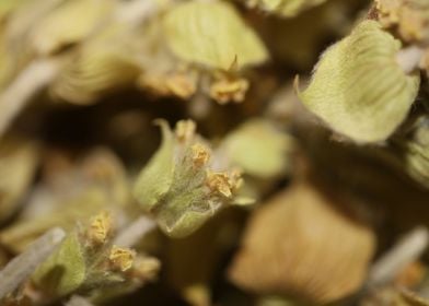 Mountain wild tea close up