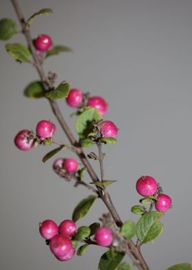 Symphoricarpos fruit macro