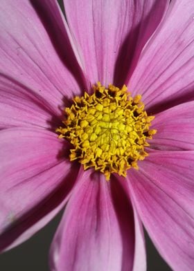 Purple cosmos flower macro