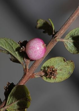 Wild flower fruit close up