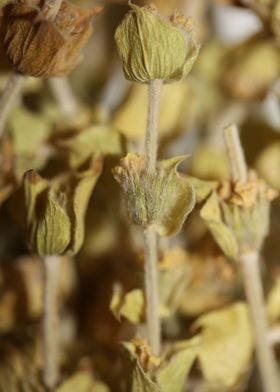 Mountain wild tea close up