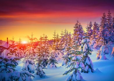 Winter forest sunrise