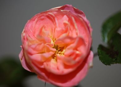 Pink rose flower blossom