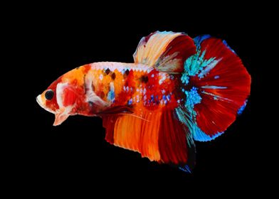 Multicolor Bettafish