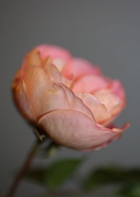 Pink rose flower blossom