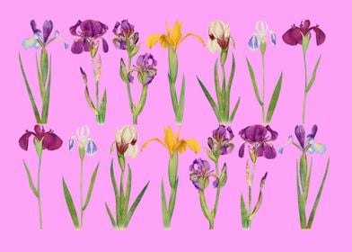 Iris Flowers Illustration