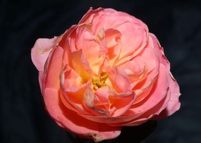 Pink rose flower blossom