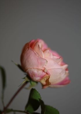 Pink rose flower blossom