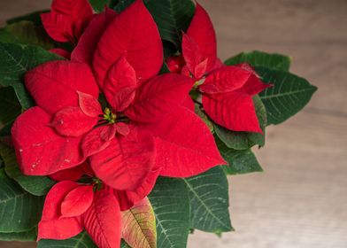 Beautiful red poinsettia